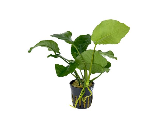 Анубиас бартера изумрудный (в горшке) (Anubias Barteri Emerald Bloom)
