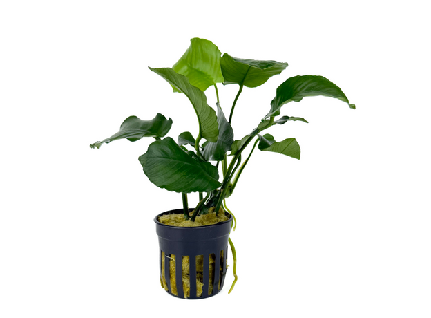 Анубиас бартера изумрудный (в горшке) (Anubias Barteri Emerald Bloom)