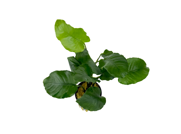 Анубиас бартера изумрудный (в горшке) (Anubias Barteri Emerald Bloom)