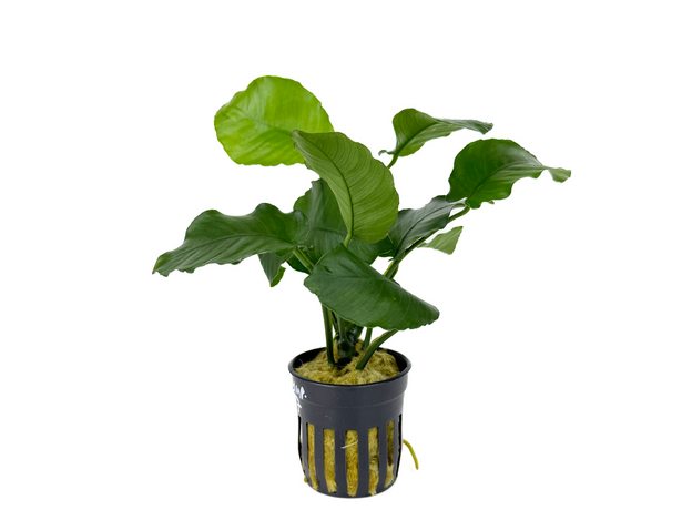 Анубиас бартера изумрудный (в горшке) (Anubias Barteri Emerald Bloom)