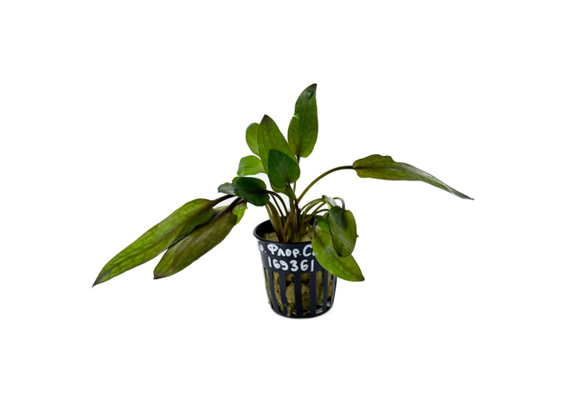 Криптокорина Флорида Сансет (в горшке) (Cryptocoryne wendtii var. Florida sunset)