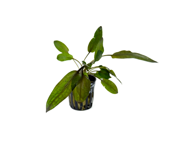 Криптокорина Флорида Сансет (в горшке) (Cryptocoryne wendtii var. Florida sunset)