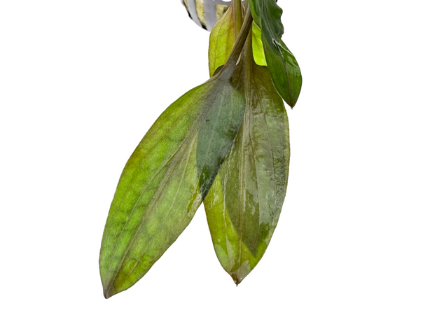 Криптокорина Флорида Сансет (в горшке) (Cryptocoryne wendtii var. Florida sunset)