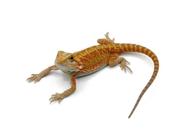 Агама бородатая hypo TRANSLUCENT М