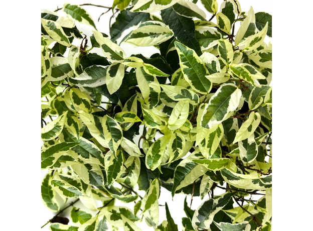 Фикус стреловидный (Ficus Sagittata)