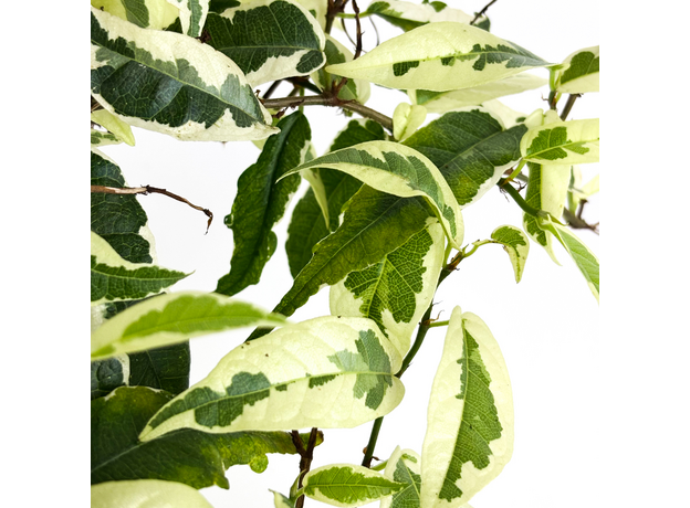Фикус стреловидный (Ficus Sagittata)