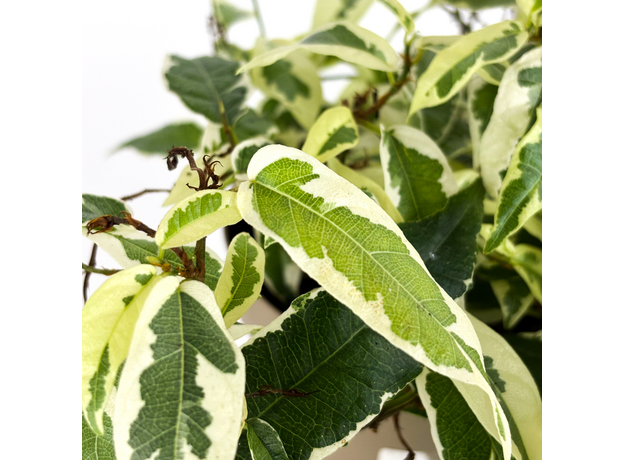 Фикус стреловидный (Ficus Sagittata)