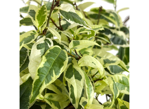 Фикус стреловидный (Ficus Sagittata)