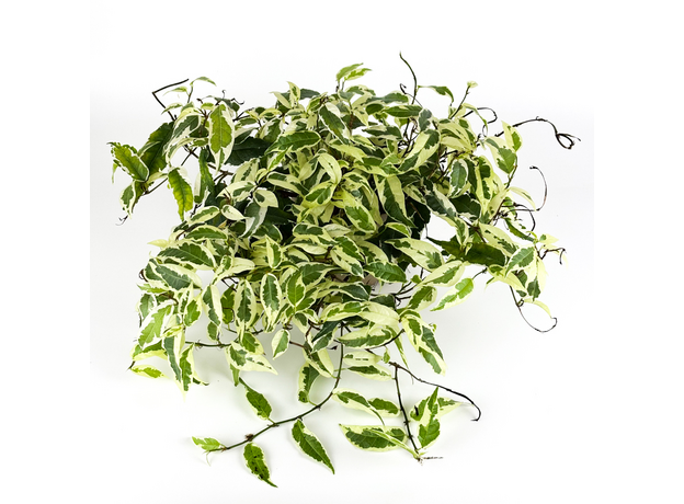 Фикус стреловидный (Ficus Sagittata)