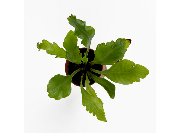 Асплениум (Asplenium nidus Campio)