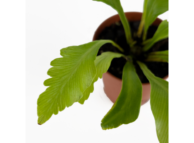 Асплениум (Asplenium nidus Campio)