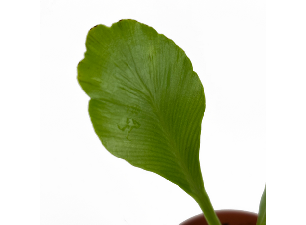 Асплениум (Asplenium nidus Campio)