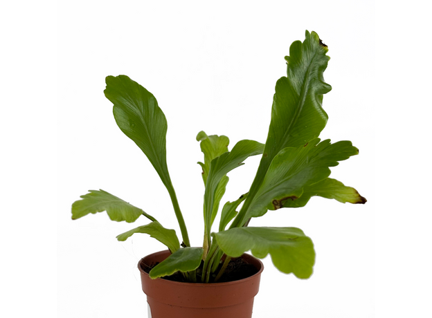 Асплениум (Asplenium nidus Campio)