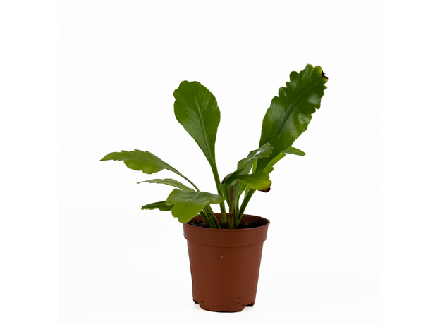 Асплениум (Asplenium nidus Campio)