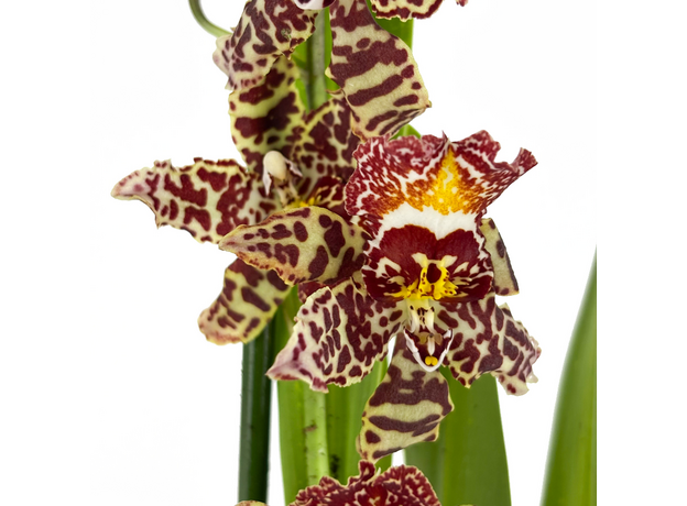 Орхидея камбрия (Orchidaceae cambria) 15'