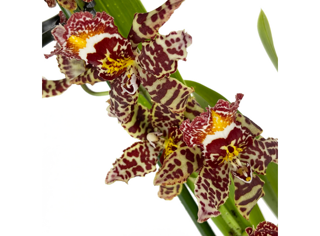 Орхидея камбрия (Orchidaceae cambria) 15'