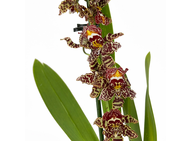 Орхидея камбрия (Orchidaceae cambria) 15'