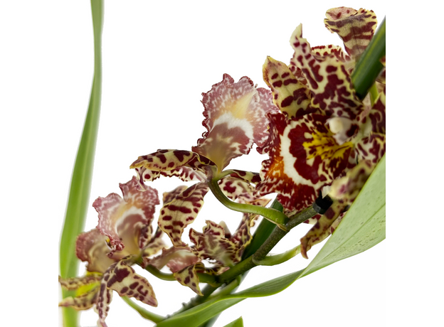 Орхидея камбрия (Orchidaceae cambria) 15'