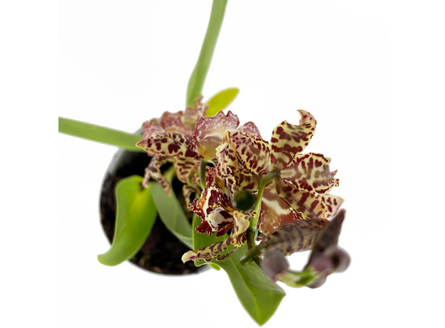 Орхидея камбрия (Orchidaceae cambria) 15'