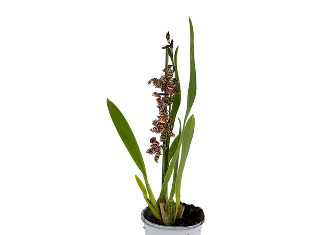 Орхидея камбрия (Orchidaceae cambria) 15'