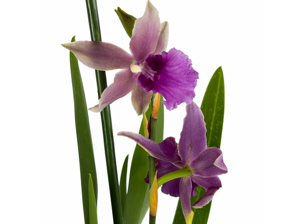 Орхидея камбрия (Orchidaceae cambria) 15'