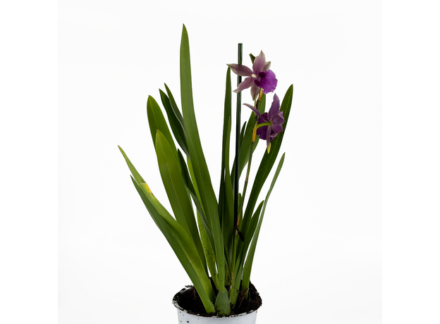 Орхидея камбрия (Orchidaceae cambria) 15'