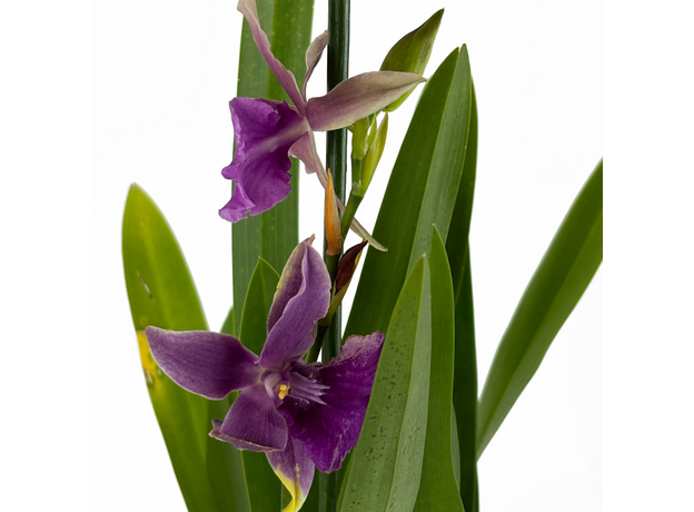 Орхидея камбрия (Orchidaceae cambria) 15'