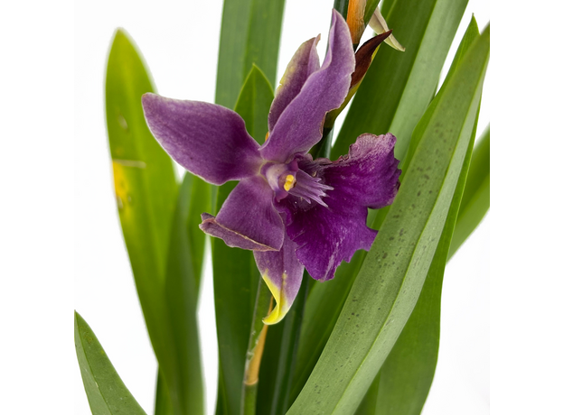 Орхидея камбрия (Orchidaceae cambria) 15'