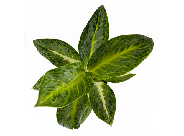 Аглаонема (Aglaonema) 10'