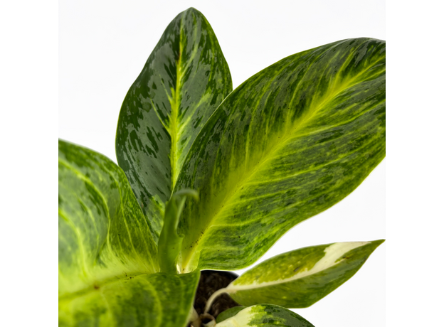 Аглаонема (Aglaonema) 10'