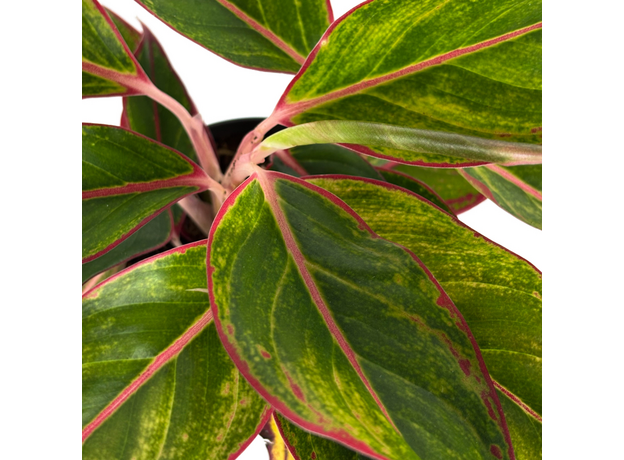 Аглаонема (Aglaonema) 10'