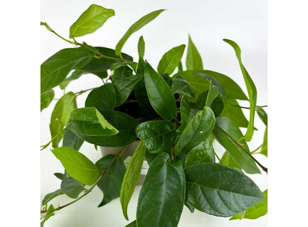 Фикус стреловидный (Ficus Sagittata)