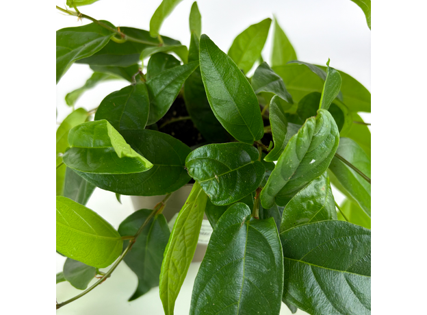 Фикус стреловидный (Ficus Sagittata)