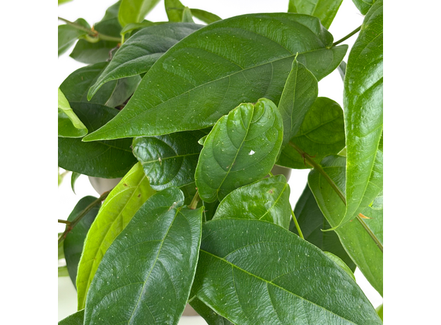 Фикус стреловидный (Ficus Sagittata)