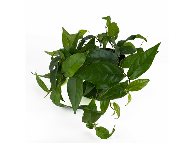 Фикус стреловидный (Ficus Sagittata)