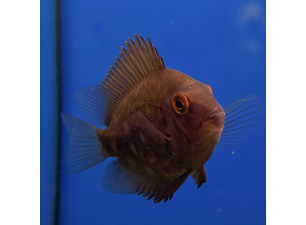 Уару чернопятнистый SM (Uaru amphiacanthoides)