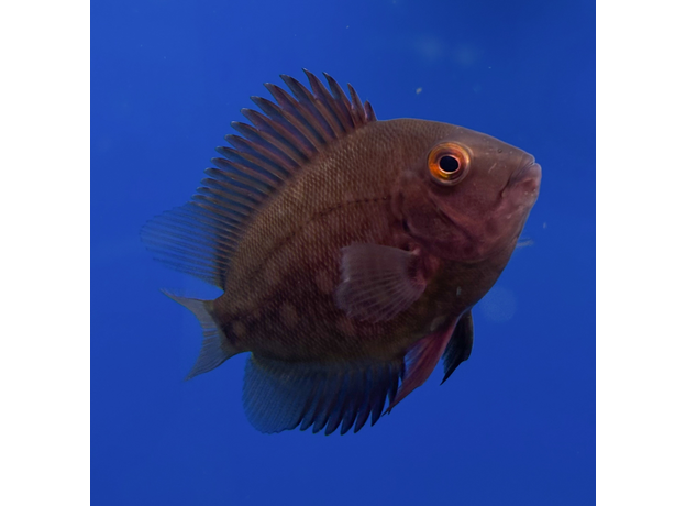 Уару чернопятнистый SM (Uaru amphiacanthoides)
