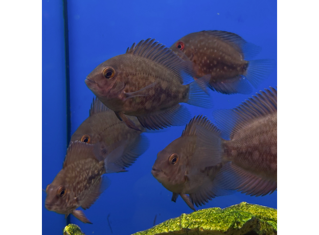 Уару чернопятнистый SM (Uaru amphiacanthoides)