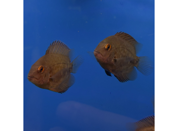 Уару чернопятнистый SM (Uaru amphiacanthoides)