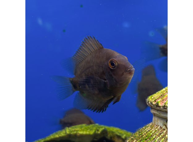 Уару чернопятнистый SM (Uaru amphiacanthoides)