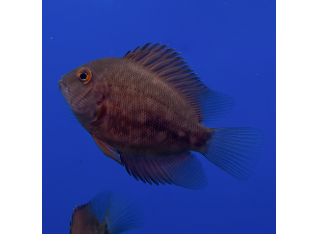 Уару чернопятнистый SM (Uaru amphiacanthoides)