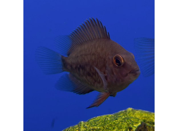 Уару чернопятнистый SM (Uaru amphiacanthoides)