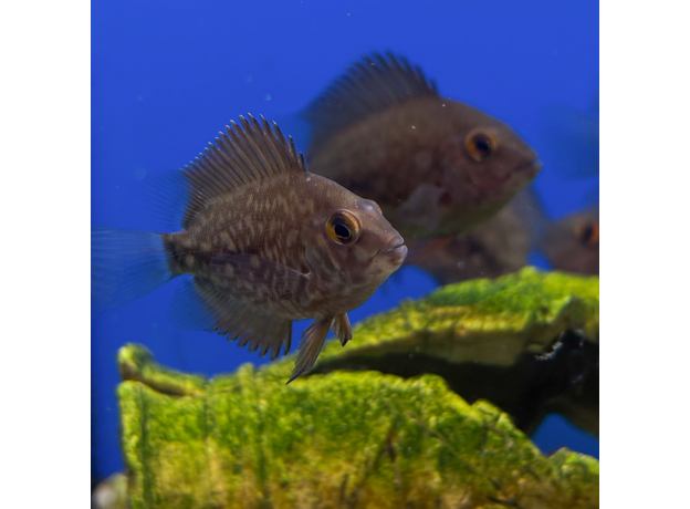 Уару чернопятнистый SM (Uaru amphiacanthoides)