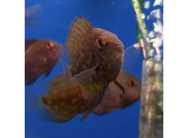 Уару чернопятнистый SM (Uaru amphiacanthoides)