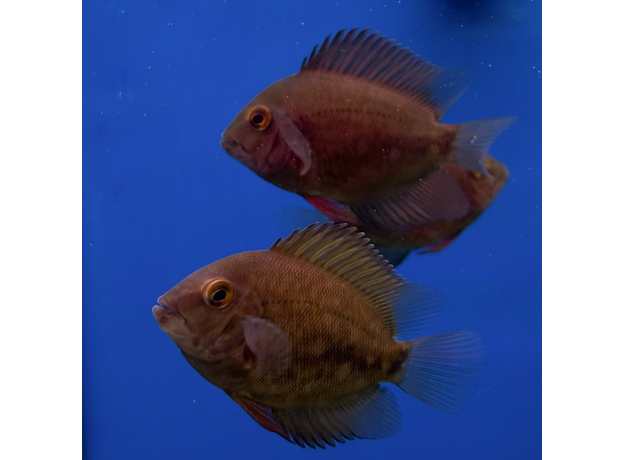 Уару чернопятнистый SM (Uaru amphiacanthoides)