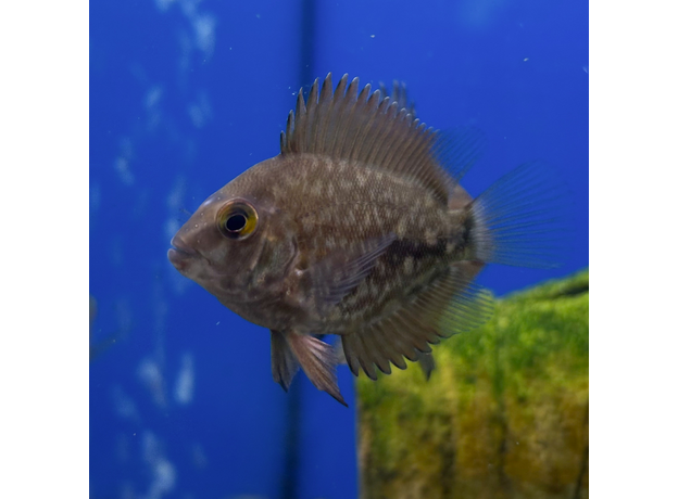 Уару чернопятнистый SM (Uaru amphiacanthoides)