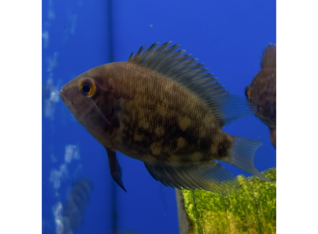Уару чернопятнистый SM (Uaru amphiacanthoides)