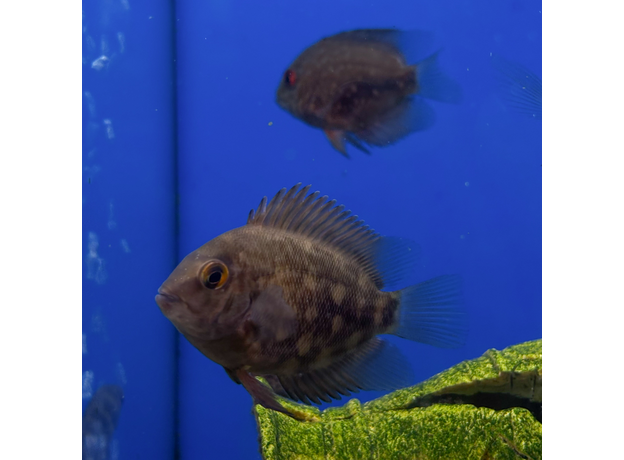 Уару чернопятнистый SM (Uaru amphiacanthoides)