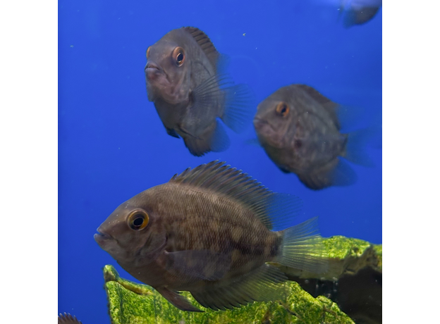 Уару чернопятнистый SM (Uaru amphiacanthoides)