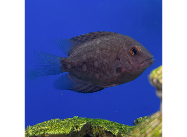 Уару чернопятнистый SM (Uaru amphiacanthoides)